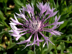 Centaurea montana 'Carnea'