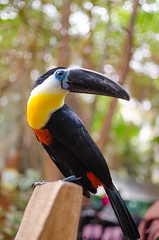 Anglų lietuvių žodynas. Žodis toucans reiškia Toucanai lietuviškai.