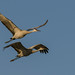 Sandhill cranes2 • <a style="font-size:0.8em;" href="http://www.flickr.com/photos/91322999@N07/24755820973/" target="_blank">View on Flickr</a>