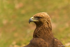 Aguia-real, Golden eagle(Aquila chrysaetos)