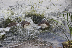 Otter territorial battle (part one) (5052)