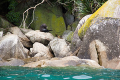 Seal Abel Tasman Park