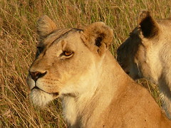 A Lion in the Mara !