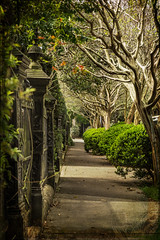 Iron Gate and Crepe Myrtle • <a style="font-size:0.8em;" href="http://www.flickr.com/photos/29084014@N02/26205056962/" target="_blank">View on Flickr</a>