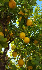 Lemons in the lemon tree
