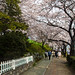 Cherry Blossom in Jinhae
