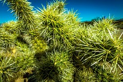A cholla-fruit cactus, in the Sonoran desert.