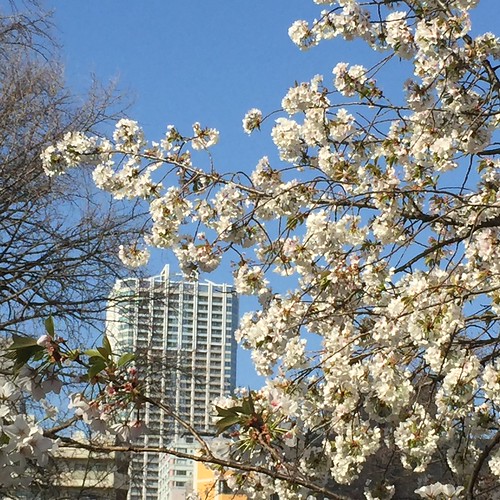 新宿御苑で桜と富久クロスのコラボレーショ...