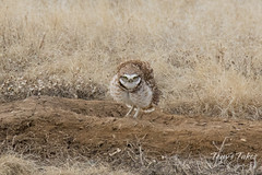 Burrowing Owl on alert
