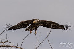 Juvenile Bald Eagle struggles to land - 17 of 27
