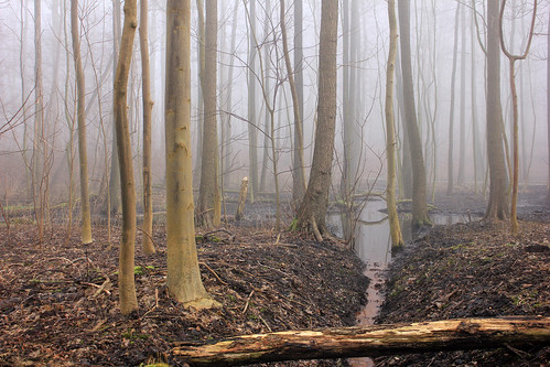 Wald im Nebel (09) • <a style="font-size:0.8em;" href="http://www.flickr.com/photos/69570948@N04/24710412213/" target="_blank">Auf Flickr ansehen</a>