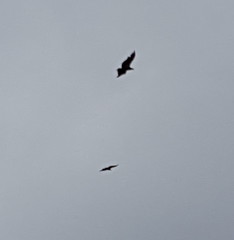 Two California Condors