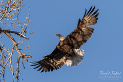Bald Eagle brings rabbit to its nest - sequence - 8 of 13