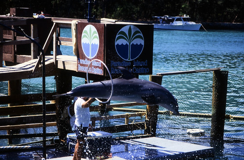 Bahamas 1988 (297) Paradise Island: Paradise Lake • <a style="font-size:0.8em;" href="http://www.flickr.com/photos/69570948@N04/23876070000/" target="_blank">Auf Flickr ansehen</a>
