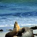 Rustende zeeleeuwen in Seal Bay - Resting sea lions at Seal bay, Kangaroo Island