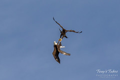 Bald Eagles battle for breakfast - Sequence - 28 of 42