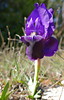 Crimean iris (Iris lutescens)