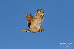 Great Horned Owl flyby sequence - 9 of 10