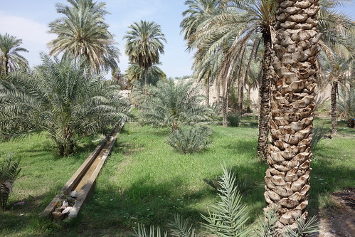 Un système d'irrigation délivre l'eau aux palmiers