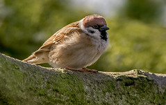 JWL3700 Tree Sparrow...