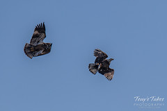 Juvenile Bald Eagle tries to steal away a fish - sequence - 7 of 9