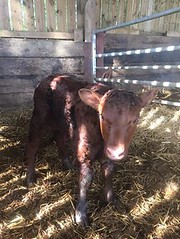 Day old calf
