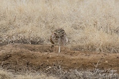 Watchful Burrowing Owl