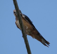 Anglų lietuvių žodynas. Žodis swallows reiškia kregždės lietuviškai.