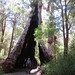 Giant Tingle Tree, Valley of the Giants • <a style="font-size:0.8em;" href="http://www.flickr.com/photos/50948792@N02/24723524036/" target="_blank">View on Flickr</a>