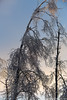 Ice Laden Tree • <a style="font-size:0.8em;" href="http://www.flickr.com/photos/65051383@N05/25946705532/" target="_blank">View on Flickr</a>