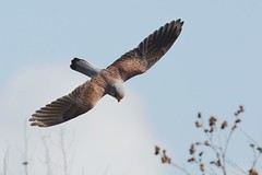 HNS_1672 Torenvalk : Faucon crecerelle : Falco tinnunculus : Turmfalke : Common Kestrel