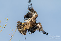 Startled Bald Eagle takes flight