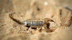 Day 9, NT scorpion (Brian), 2