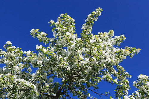 White apple and blue sky