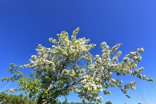 White apple in a blue sky