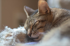 346: Sleeping Slack-Jawed Cat