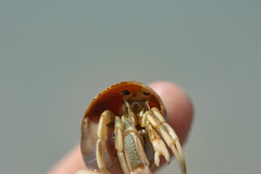 343: Hermit Crab