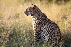 MalaMala Game Reserve, South Africa
