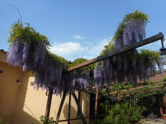 Anglų lietuvių žodynas. Žodis wistaria reiškia n = wisteria lietuviškai.