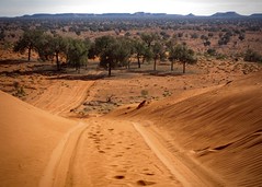 Day 10, new track over sand dunes with desert oaks, 2