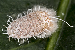 160/365  Mealybug (Pseudococcidae) (Hemiptera)