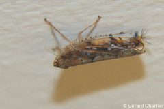Leafhopper (Cicadellidae)