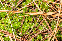 20180616_0465_7D2-70 Moss and Pine Needles (167/365)