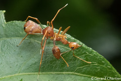 Ant-mimicking Crab Spider with Weaver Ant prey