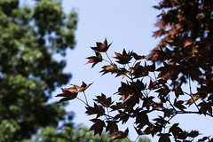 Summer Leaves (157/365)