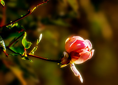 Anglų lietuvių žodynas. Žodis rose-bud reiškia n rožės pumpuras lietuviškai.