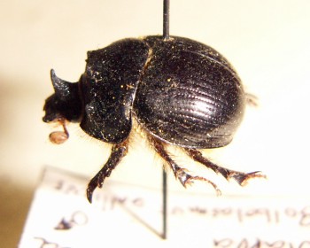 Bolbelasmus gallicus (24-5-02)