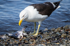 Seagull and fish