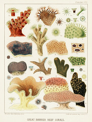 Great Barrier Reef Corals from The Great Barrier Reef of Australia (1893) by William Saville-Kent (1845-1908). Digitally enhanced from our own original edition.Fig 1 : Dendrophyllai coccineaFig 2 : Alveopora ClavariaFig 3 : Alveopora ViridiaFig 4 : Dendro