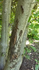 Anglų lietuvių žodynas. Žodis chokecherry tree reiškia chokecherry medis lietuviškai.